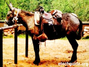 Farm Animals-Donkeys and Mules