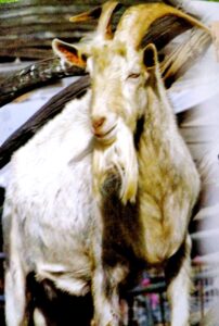 Farm animals-Goats