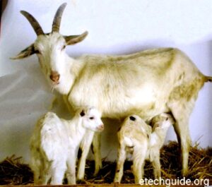 Goats Farm Animals
