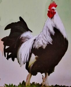 Chicken Farming: Roman Dorkings