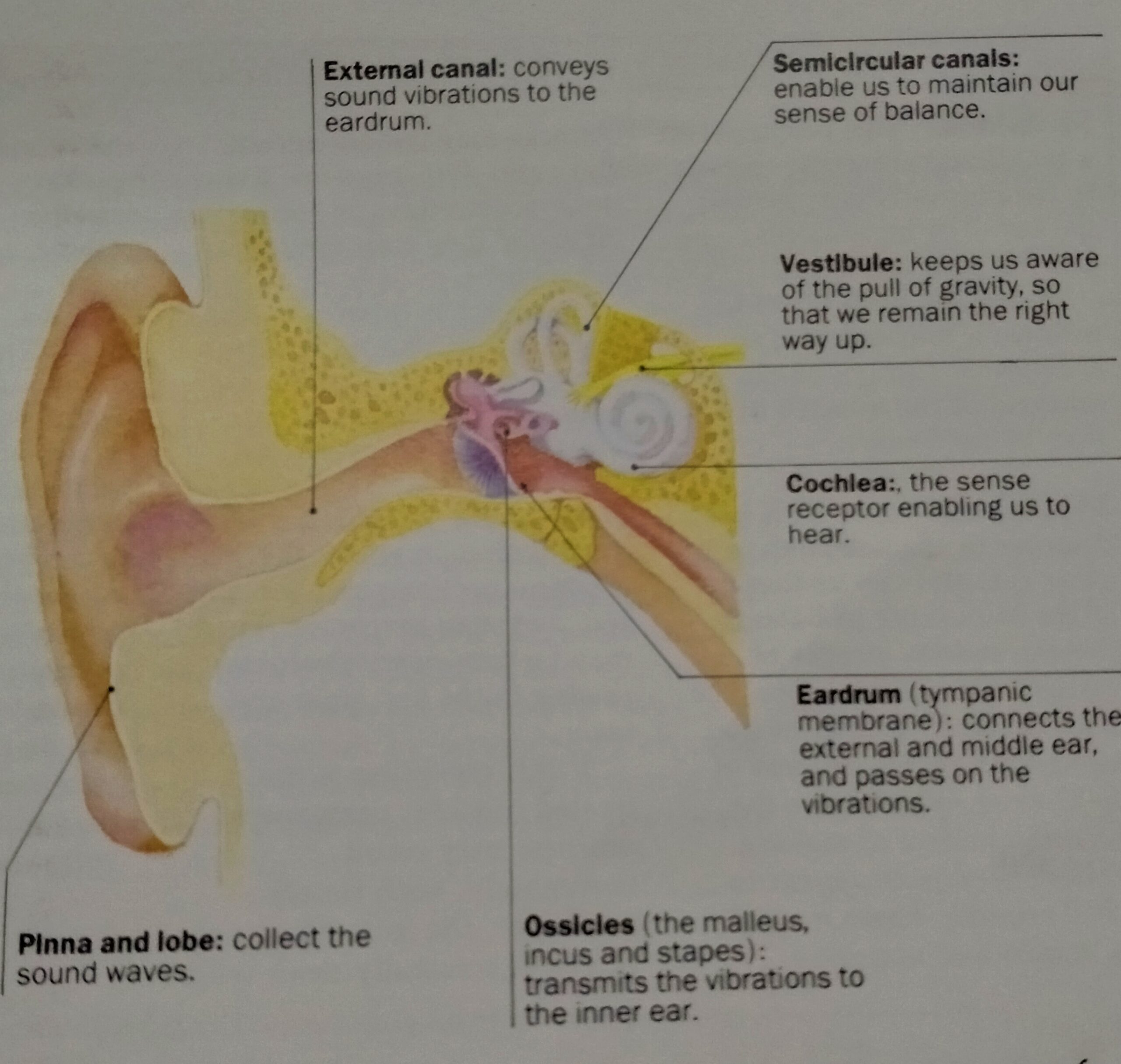 Ear care guide and treatment