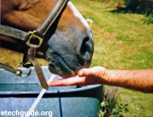 Horse care-Vet and Vaccination