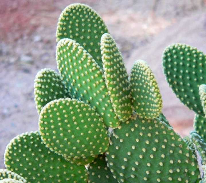 cacti seeds cactus propagation cactus soil