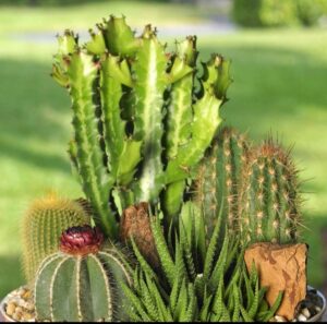 cactus propagation cacttus soil cacti
